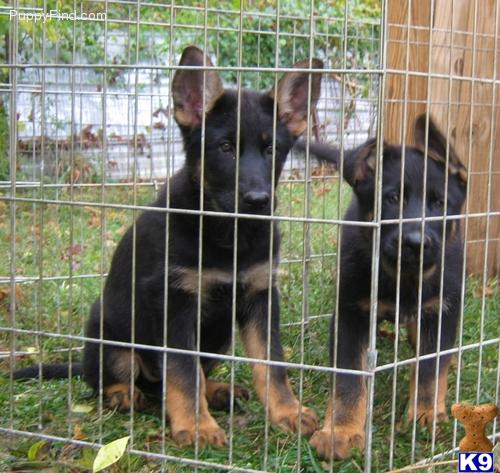 Puppies in Louisville